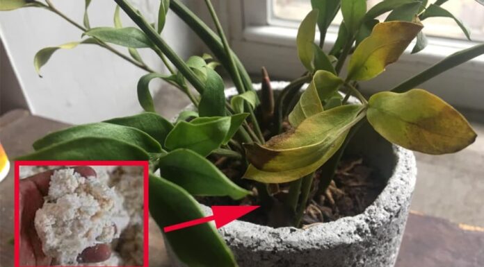 The Money Tree is Looking Droopy: Revive It with This “Affordable” Solution