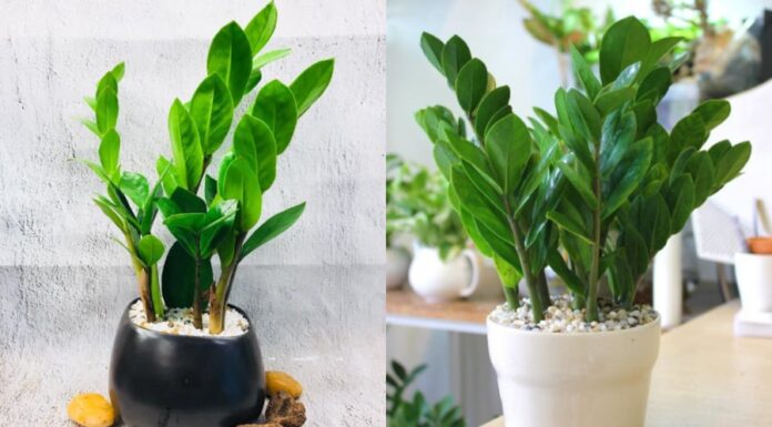 Wealth-Attracting Money Trees: A Cautionary Tale of Placement and Planting