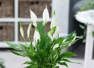 The Magic Trio: Unlocking Wealth with Three Lucky Plants
Place these plants by your door and invite wealth and prosperity into your home.