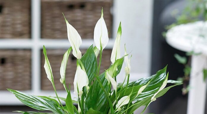 The Magic Trio: Unlocking Wealth with Three Lucky Plants
Place these plants by your door and invite wealth and prosperity into your home.