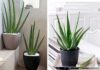 The Ultimate Air-Purifying Houseplants: Breathe Easy with These 4 Powerful Natural Purifiers