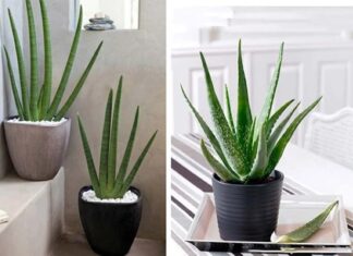 The Ultimate Air-Purifying Houseplants: Breathe Easy with These 4 Powerful Natural Purifiers