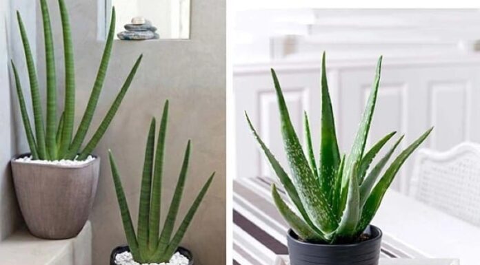 The Ultimate Air-Purifying Houseplants: Breathe Easy with These 4 Powerful Natural Purifiers