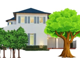 Why Did Ancestors Fear Planting Tall Trees in Front of Their Houses and Having Windows at the Back?