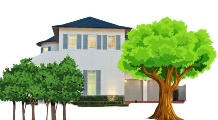 Why Did Ancestors Fear Planting Tall Trees in Front of Their Houses and Having Windows at the Back?