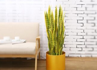The Ultimate Money-Making Plant: Invite Abundance into Your Home with This Golden Wonder