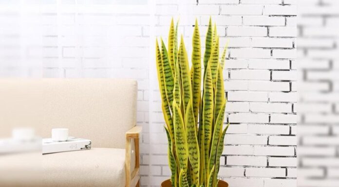 The Ultimate Money-Making Plant: Invite Abundance into Your Home with This Golden Wonder