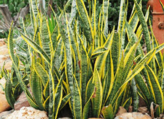 The Green Thumbs’ Charm: 3 Effortless Houseplants to Invigorate Your Home with Abundance and Positive Energy