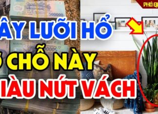 The Golden Spot to Place Your Tiger Jaws: Luck Rolls In, Money Follows Suit