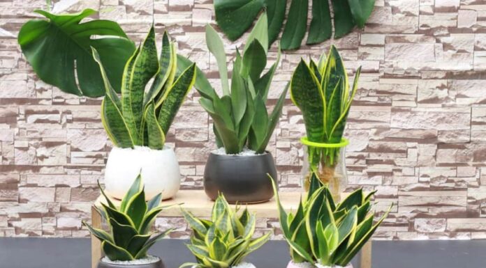 The Living Room Tiger: 4 Places to Avoid Placing This Feline Foliage