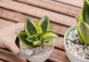 The Power of the Snake Plant: Unlocking Prosperity and Wealth Through Strategic Placement