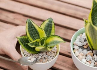 The Power of the Snake Plant: Unlocking Prosperity and Wealth Through Strategic Placement