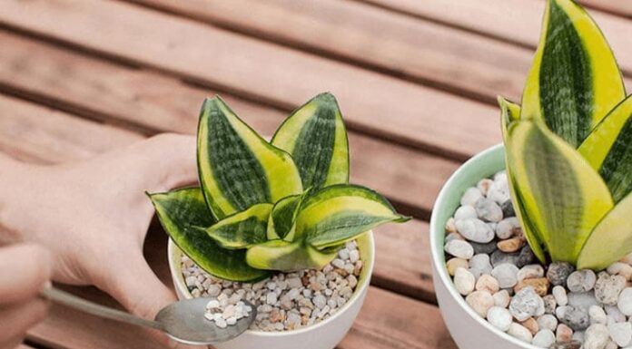 The Power of the Snake Plant: Unlocking Prosperity and Wealth Through Strategic Placement