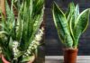 Attract Wealth and Prosperity: The Power of the Snake Plant’s Placement