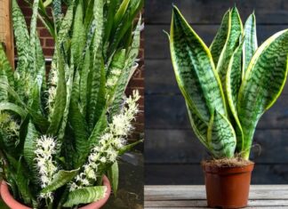 Attract Wealth and Prosperity: The Power of the Snake Plant’s Placement