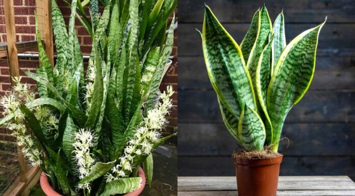 Attract Wealth and Prosperity: The Power of the Snake Plant’s Placement