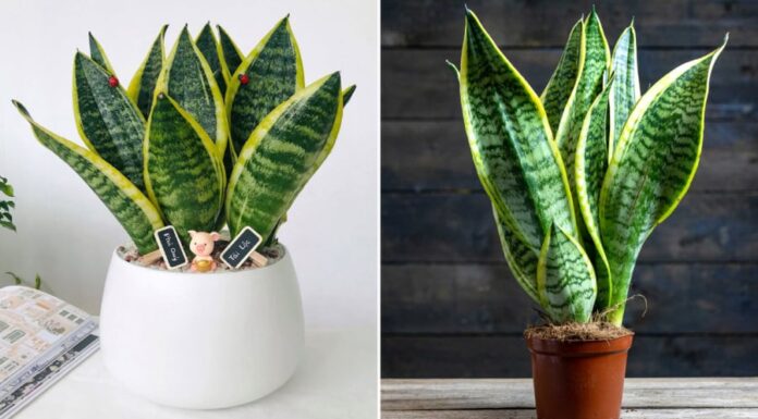 The Power of the Snake Plant: Unlocking Prosperity and Abundance
This intriguing title hints at the secrets that lie within the placement of the snake plant, a powerful tool for attracting wealth and prosperity. The subtle art of positioning this plant in the right place can unlock a flow of abundance, with finances flourishing like never before.