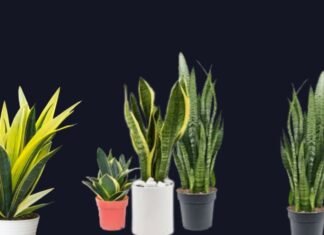 The Money Plant: How to Harness Wealth and Ward Off Negative Energy with the Power of the Snake Tongue Plant