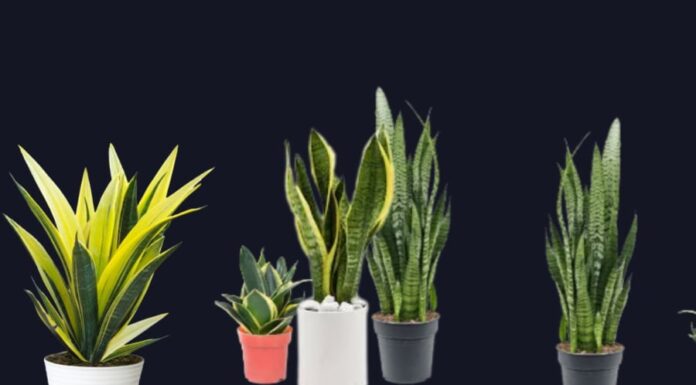 The Money Plant: How to Harness Wealth and Ward Off Negative Energy with the Power of the Snake Tongue Plant