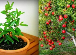 The Ultimate Guide to Lunar New Year Prosperity: 3 Plants to Bring Wealth and Good Fortune This Tet and Chinese New Year