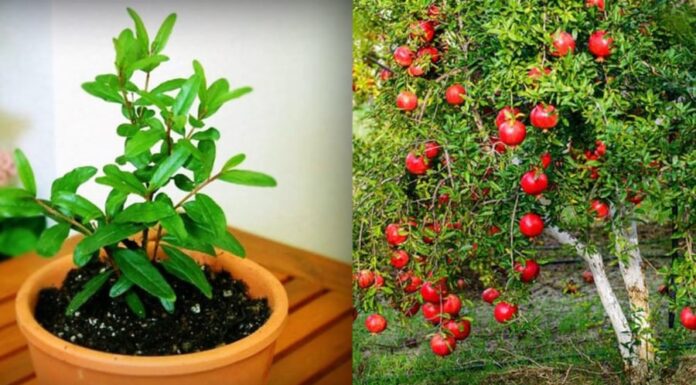 The Ultimate Guide to Lunar New Year Prosperity: 3 Plants to Bring Wealth and Good Fortune This Tet and Chinese New Year