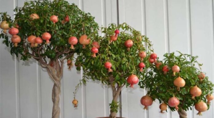 What Does Planting a Pomegranate Tree in Front of Your House Mean? Unraveling the Ancient Wisdom Behind This Practice.