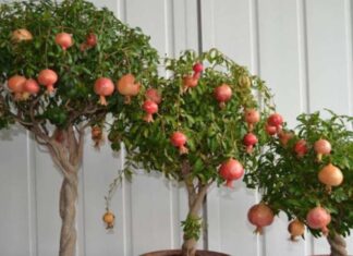 Why Did Our Ancestors Say to Plant Pomegranates in the East and Peach Trees in the West?