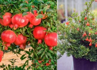 3 Festive Houseplants That Are Easy to Care For and Bring Joy and Prosperity to Your Home