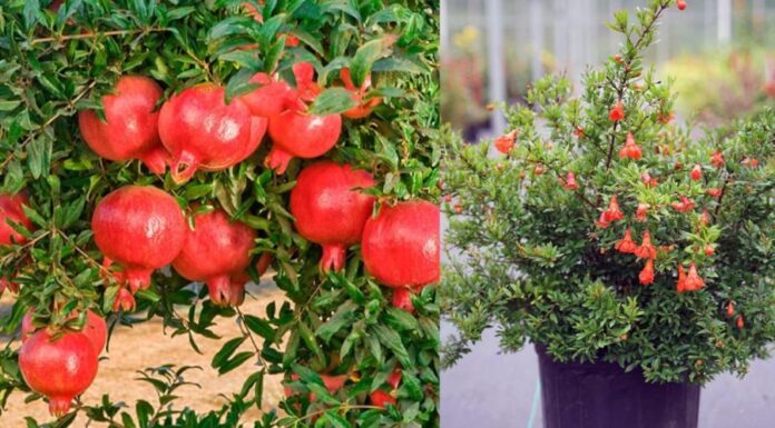 3 Festive Houseplants That Are Easy to Care For and Bring Joy and Prosperity to Your Home
