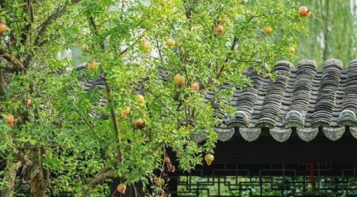 “The Secret to a Happy, Wealthy Home: How Feng Shui Can Make Your Husband Fall in Love with You All Over Again”