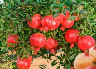 The Ultimate Guide to Feng Shui for Marital Bliss: Keep Love Strong, Family United and Fortune Abundant