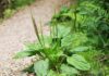 The Weedy Vegetable is a ‘Ginseng’ for the Poor – Don’t Overlook This Wild Edible