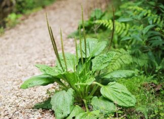 The Weedy Vegetable is a ‘Ginseng’ for the Poor – Don’t Overlook This Wild Edible