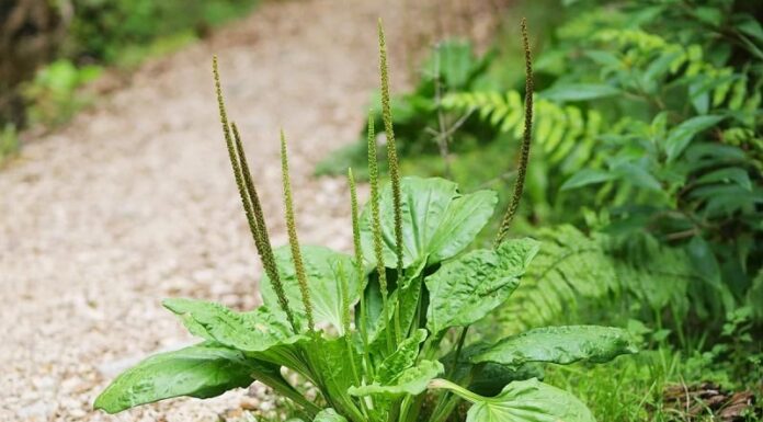 The Weedy Vegetable is a ‘Ginseng’ for the Poor – Don’t Overlook This Wild Edible