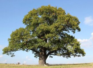 The Green Thumb’s Guide to Prosperity: 4 Lucky Plants to Bring Wealth and Fortune to Your Home