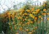 The Enchanting Black-eyed Susan Vine: Blooming All Year Round, a Stunning Climber