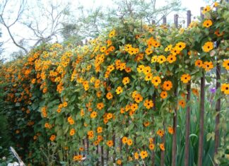 The Enchanting Black-eyed Susan Vine: Blooming All Year Round, a Stunning Climber