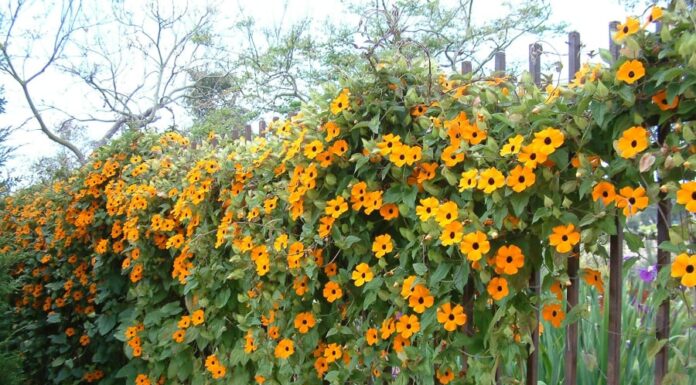 The Enchanting Black-eyed Susan Vine: Blooming All Year Round, a Stunning Climber