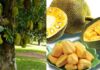 Why Did Ancestors Use Jackfruit Wood for Statues and Pagodas but Were Reluctant to Plant Jackfruit Trees in Front of Their Houses?