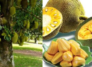Why Did Ancestors Use Jackfruit Wood for Statues and Pagodas but Were Reluctant to Plant Jackfruit Trees in Front of Their Houses?