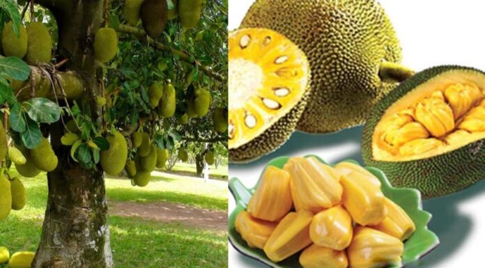 Why Did Ancestors Use Jackfruit Wood for Statues and Pagodas but Were Reluctant to Plant Jackfruit Trees in Front of Their Houses?
