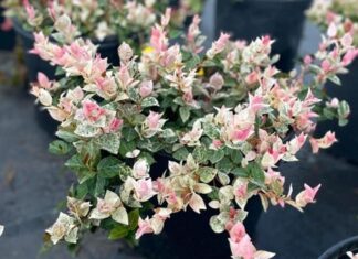 “Wild Plants in Beautiful Pots: Edible and Medicinal Leaves That Rival Ornamental Plants”