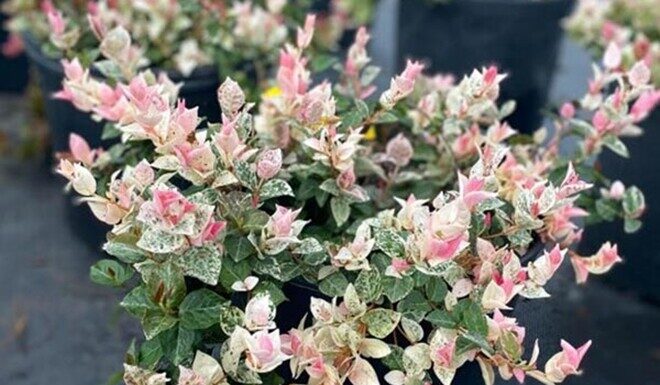 “Wild Plants in Beautiful Pots: Edible and Medicinal Leaves That Rival Ornamental Plants”