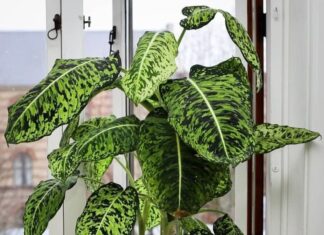 “Evergreen Luck and Prosperity: Adorn Your Home with Abundant Greenery”