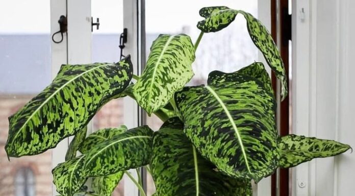 “Evergreen Luck and Prosperity: Adorn Your Home with Abundant Greenery”