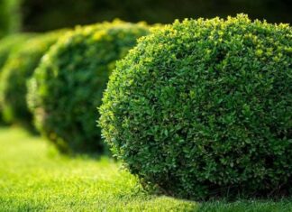 Is It Good for Family Feng Shui to Plant a Crape Myrtle Tree in Front of the House?