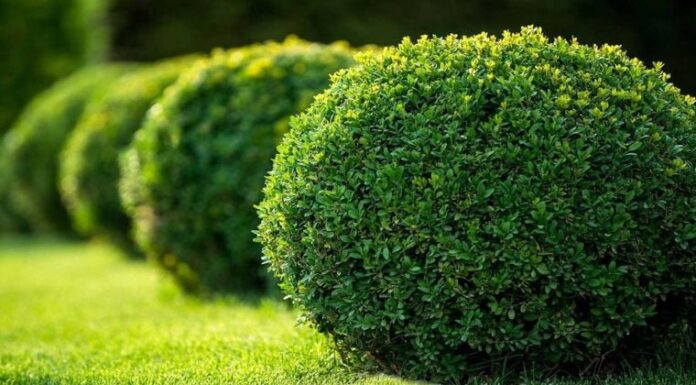 Is It Good for Family Feng Shui to Plant a Crape Myrtle Tree in Front of the House?
