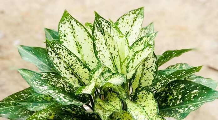 The Gem Tree: Beautifying Your Home and Attracting Wealth, a Must-Have for All