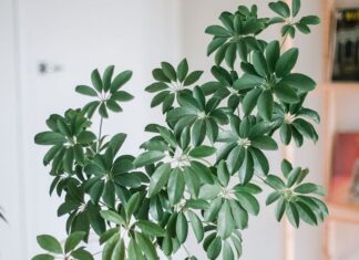 The Secret to a Thriving Five-Fingered Ginger Plant All Year Round: The 3:1 Rule for Autumn Planting