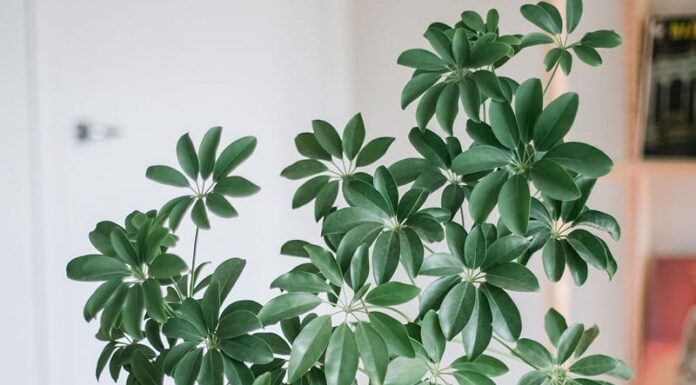 The Secret to a Thriving Five-Fingered Ginger Plant All Year Round: The 3:1 Rule for Autumn Planting